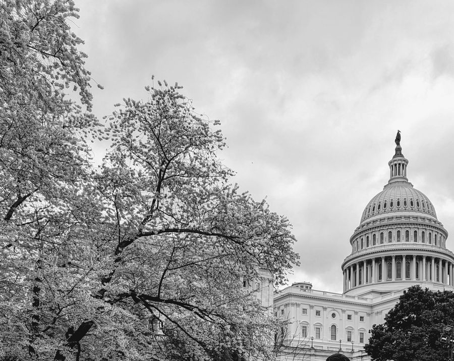 The United States Capitol seen across the grounds.